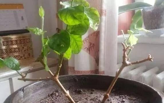  glevel_3＂茉莉开完最后一波花 这些错误不要犯 否则影响来年开花