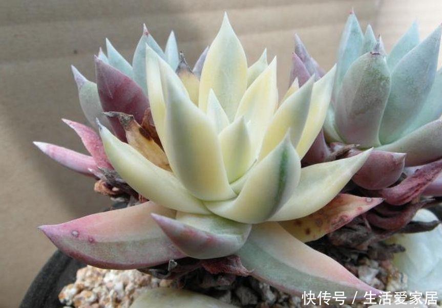  【家里】4种多肉植物，家里养上1盆，恰如仙子临凡尘！