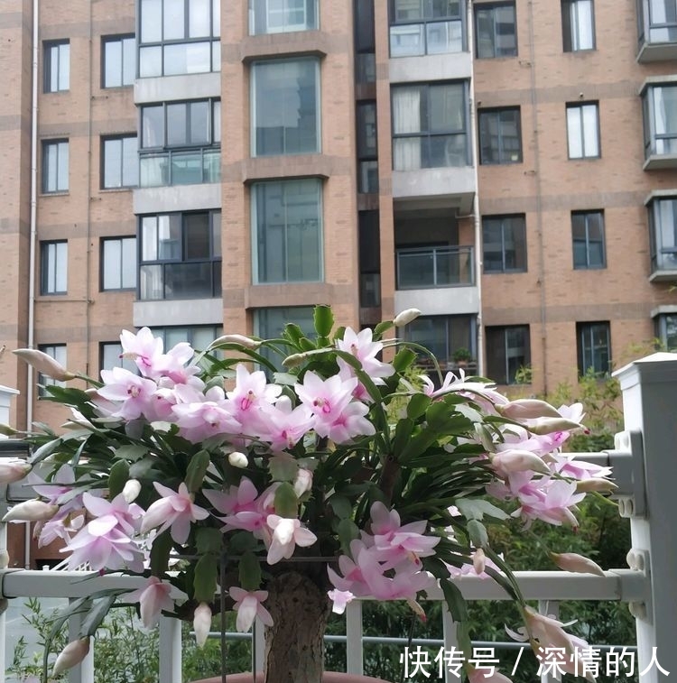 『稀有』比起喜欢菊花,最好培养稀有品种“粉红色菊花”。美丽温柔的害羞