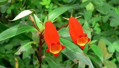 #光照#治愈系花卉小岩桐,花色艳丽可爱,养护很容易,白领的新宠