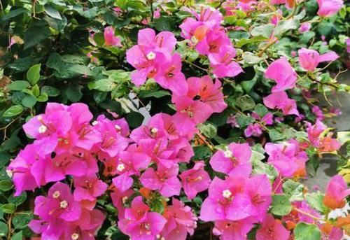  『口诀』修剪三角梅，记住“3字口诀”，侧芽多，花苞多，开花爆盆很简单