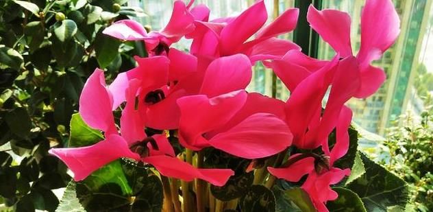  『飞花』“打春”后就养4种花，春暖鸟飞花先知，嫩芽蹭蹭冒喜迎春天来到