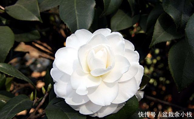  【宝莲灯】3种花适合养在院子里，颜色鲜艳花量大，养出一面花墙，漂亮极了