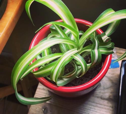  「要注意保持」10种形态各异的观叶植物，适合摆桌上养，四季都能生长