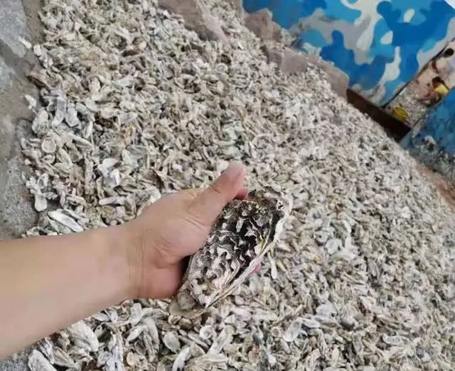 台风过后的青岛海边，捡海蛎子的市民一麻袋一麻袋的往家运