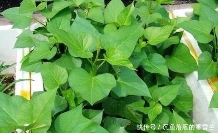  「种菜」春季阳台种“2种菜”，长势快，好吃又好养，吃了一回又一回