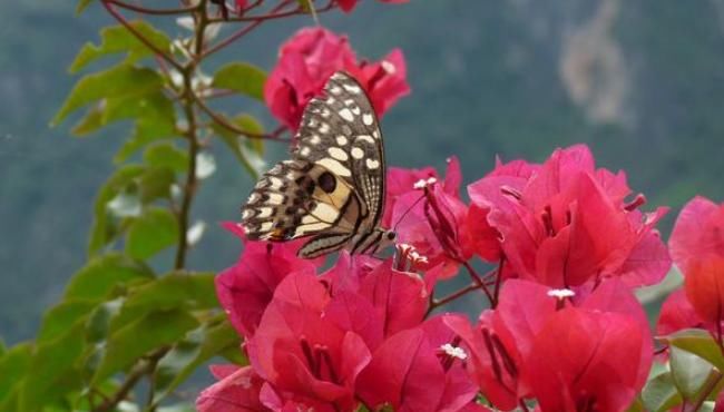  [把握]三角梅控水促花真有必要吗，把握不好“度”，可能会适得其反!