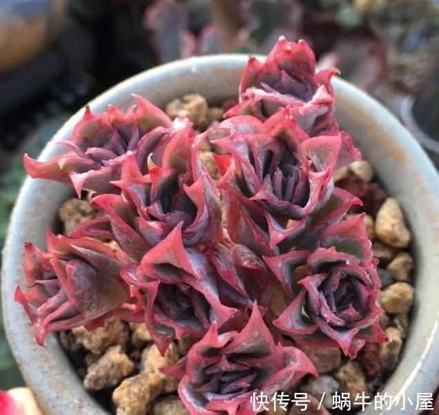  样子多肉|多肉难上色？用3个小窍门，这么做，肉肉出彩快、更美丽