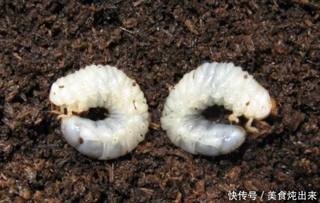  [几十块]它是毁庄稼的一把好手，颇令农民头疼，现在端上餐桌，