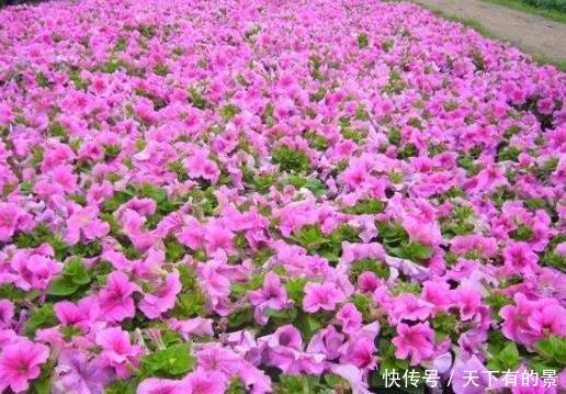 『简简单单』这3种花真是懒人必备,越勤快越养不活,简简单单才能花爆满盆