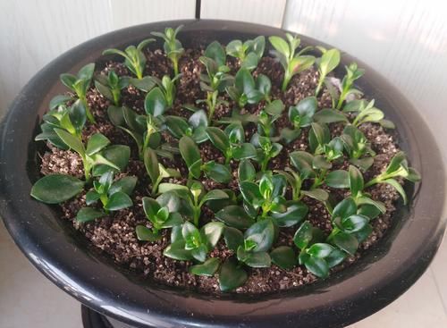  扦插繁殖■金鱼吊兰什么时候扦插易冒小白根存活？养花达人说一年四季都可以