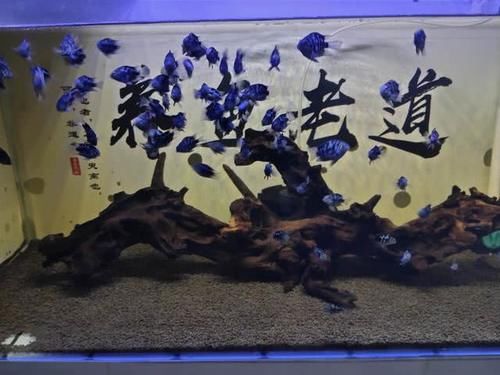 『永远』为什么永远发现不了观赏鱼患病前兆,因为忽略了几个很重要的细节