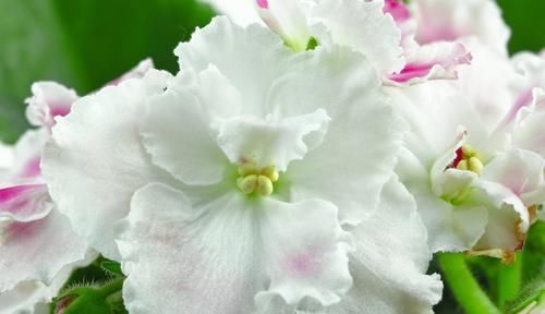  枝繁叶茂@养花就养此3种，开花漂亮花量大，好养易活花期长，枝繁叶茂真美