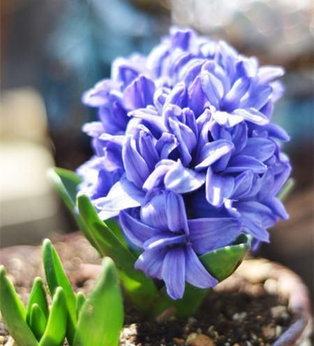  #常漂亮#这是我见过最漂亮的十种种球花，花期长、花色艳，真漂亮