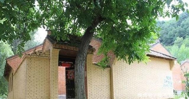  旺宅|农村房前不能乱种树，明白人种这3种，可以“旺宅”，你种