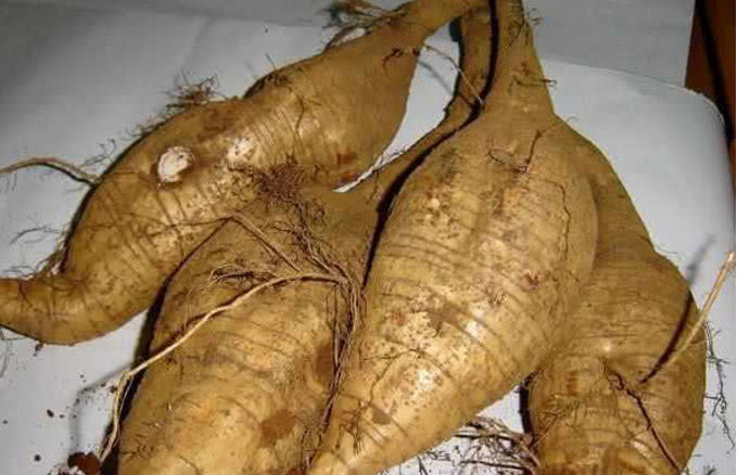 四五十岁女人偷偷吃点它,不贫血,不发胖,卵巢越来越年轻就是因