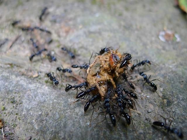 疑问丨知了猴生活在地下为什么没被蚂蚁吃掉，真相是这样的