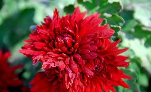 #艳丽#养花就养护一盆红红火火的红菊花,花色艳丽,富贵吉祥
