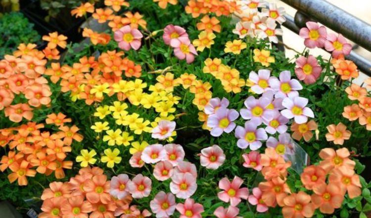  『随便』3种花被称为“开花劳模”，365天开花不断，随便一养就爆盆！