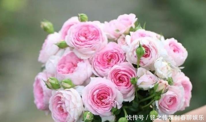 『烂漫』“3种花”很适合阳台养,花香四溢,花朵烂漫迷人,开花一簇簇!