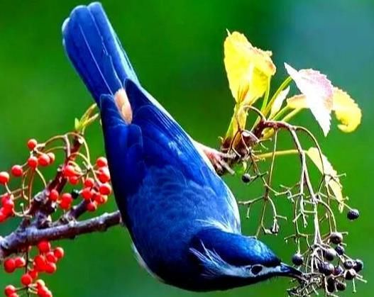  「好运」心理学：你最喜欢哪只小鸟，测出三月份你的哪种好运爆