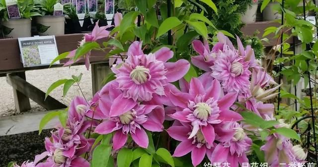  『铁线』铁线莲：韧如铁线，花开如莲，耐寒耐热，花园必备。