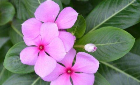  「芳香」4款艳丽的花卉，漂亮又好闻，养一盆放阳台，花开艳丽芳香怡人