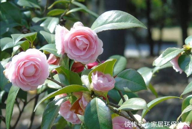 品种|家中养好茶花,先从这几个细节做起,长势旺盛,开花美艳