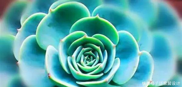 种植经验■多肉玉蝶养活不难,养美要下一番功夫