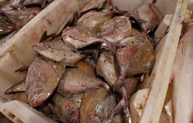 自驾走过广西广东海南，来到福建霞浦三沙，带你看看渔村海鲜价格