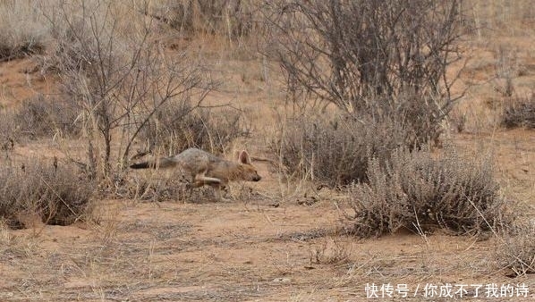  「南非」南非狐夫妇为护幼仔不惧蜜獾，狭路相逢勇者胜，平头哥怂了！