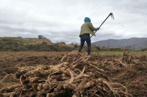  「利润」农村一种名贵中药材，一亩利润八九千，山坡荒地也能种