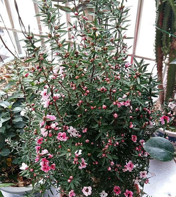  「值得」新型花卉一树能开多色花，花期长达半年，值得收入你家“小花园”！