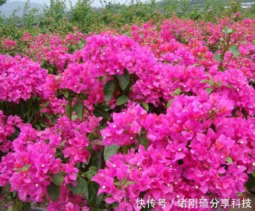 『三角梅』此款开花植物,插个枝条就能活,花期长达200天,很适合小白养!