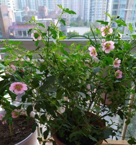  植物@植物养着养着就死了,其实砍一刀就解决,一周就呼呼冒新芽!
