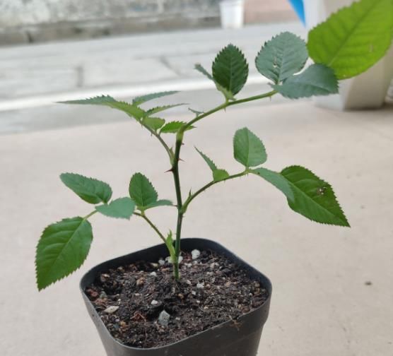  『缓苗』花市这种月季花，竟然是激素苗，难怪搬回家就死！