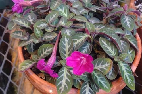  「适合」小花像喇叭一般的马可芦莉，叶脉呈银白色，适合养阴凉处的盆栽