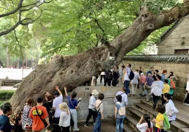 人海了！青岛多个景区进入“高峰模式”！据说，冷空气也要来凑热