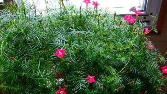  『油绿』有“3种植物”，长得像文竹，但比文竹更油绿，养在家里面美爆了