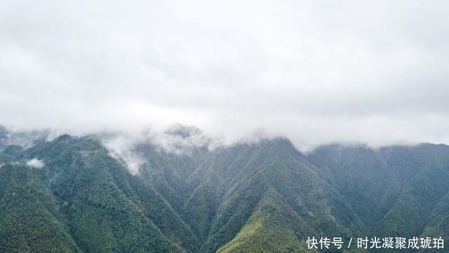 浙江有棵1500年坚强树，架满钢筋靠输营养液活着，网友觉得太残忍