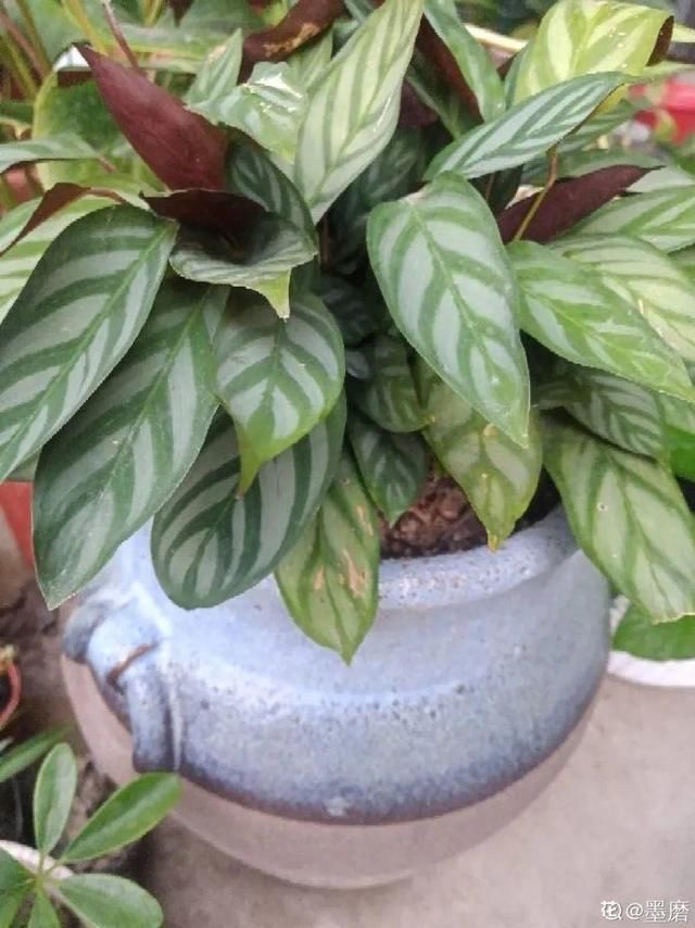  「图片作者」10种花，春天不能晒，躲屋里最安全！