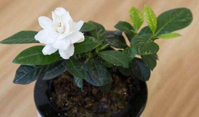  「做好」新买的栀子花,换盆后就黄叶,原来这一点没做好!