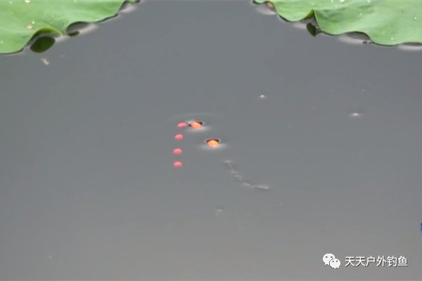 七星■钓鱼10多年，未必知道七星漂的这些另类用法，这可是野钓狠招数！