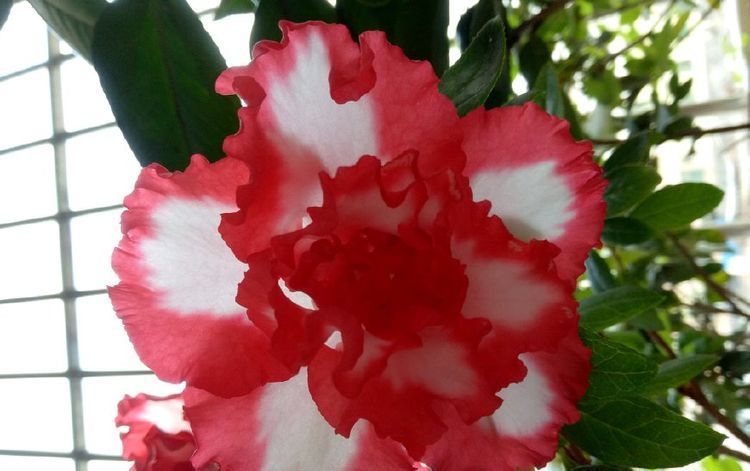 此木本花卉，一花多色，漂亮似牡丹，花期长，种植容易，值得拥有