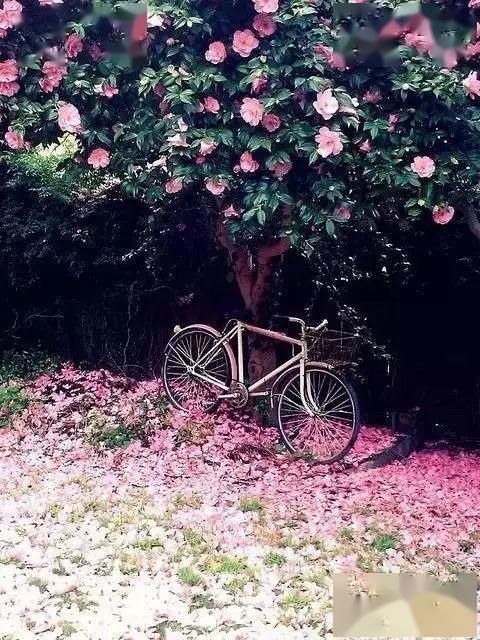  【漫步】春暖花开，谁能陪我漫步这么美的路？