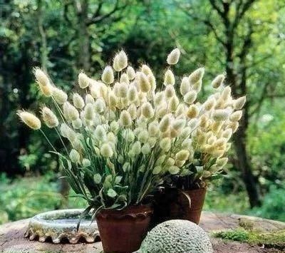 『家里』家里养七种毛绒绒的植物,乖萌又有趣,满满的少女心