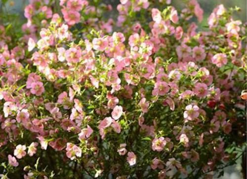  #合适#它是缩小版的木槿花，每天都开花，性价比高，自己养送人都合适