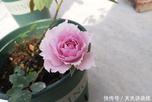  「终于」月季花苞总是出现下垂低头的4个原因，终于知道怎么回事了