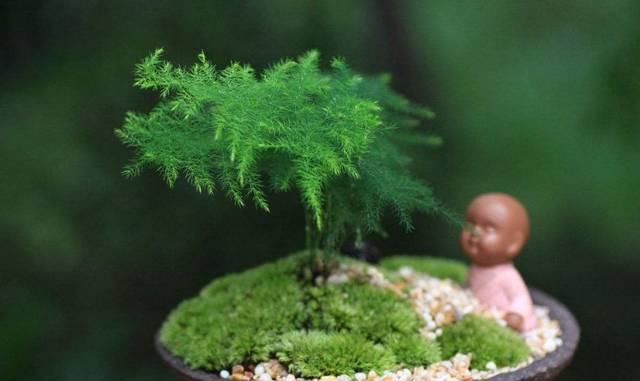  新芽■文竹只长茎不长叶？做好这几点，新芽蹭蹭的往外冒！
