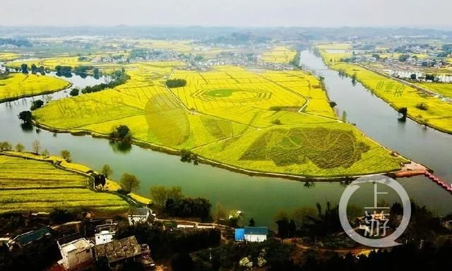 潼南万亩油菜花美翻了 快来云赏花【2020热门旅游景点】